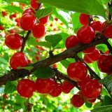 Kako uzgajati i razmnožavati trešnje kod kuće?